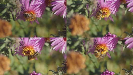 蜜蜂(lat。Anthophila)从多年生紫菀的花中采集花蜜和花粉。秋天高清在线视频素材下载