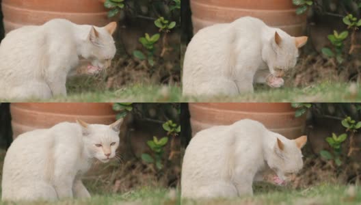 4k视频，白猫坐在公园里清洁自己的皮毛。阳光明媚的夏日里毛茸茸的宠物。小猫清洁舔自己毛茸茸的脚。高清在线视频素材下载