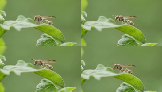 在绿叶上修饰的黄蜂。高清在线视频素材下载