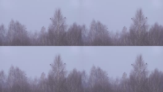 Black grouse (Tetrao tetrix) in Chernobyl Zone高清在线视频素材下载