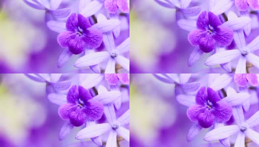 美丽的紫罗兰花在风中摇曳。高清在线视频素材下载
