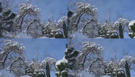 花园里冰冻的树，阳光灿烂的日子高清在线视频素材下载