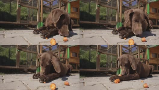 在狗狗救助中心，棕色混血狗正在吃胡萝卜高清在线视频素材下载