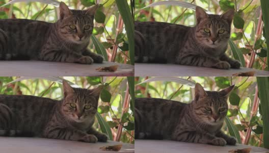 一只宠物猫在房子的院子里休息的特写高清在线视频素材下载