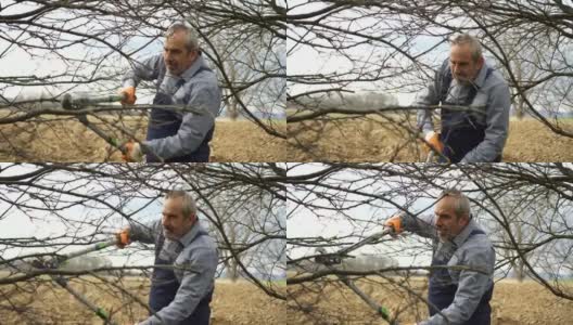 园丁用剪枝把灌木的枝桠剪掉高清在线视频素材下载
