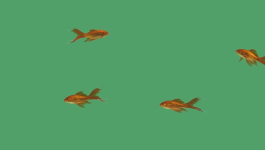 绿色屏幕上的一条金鱼高清在线视频素材下载
