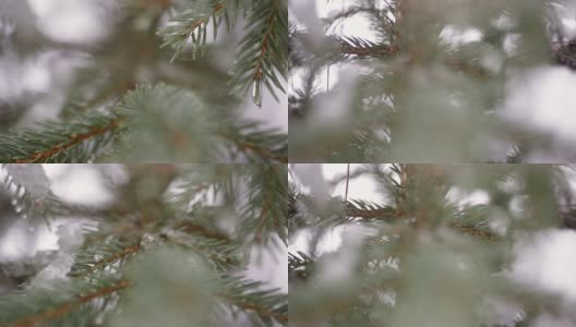 美丽的杉树在冬天的雪和飘落的雪高清在线视频素材下载