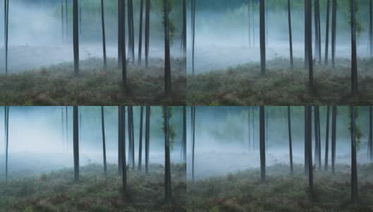 雾的时间流逝流过松树林高清在线视频素材下载