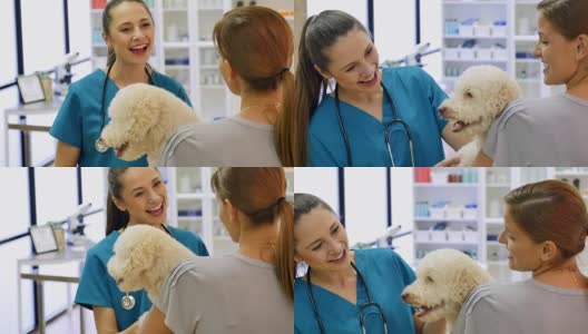 白种妇女带狗到兽医办公室进行健康检查高清在线视频素材下载