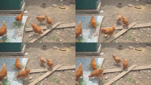 围栏里的鸡啄食高清在线视频素材下载
