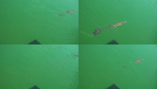 鳄鱼在绿色的沼泽水里游泳高清在线视频素材下载