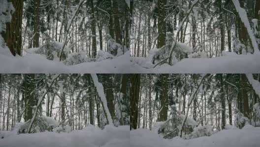 冬天的森林里，树木在下雪，小雪纷纷落下高清在线视频素材下载