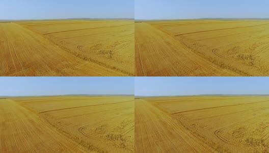 鸟瞰图之间的地平线晴朗的天空和金色的麦田背景全高清高清在线视频素材下载