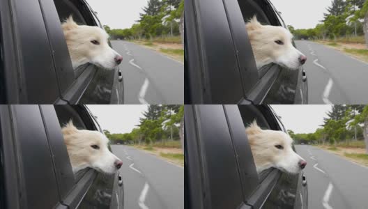 车里的狗，在风里把头伸出窗外高清在线视频素材下载