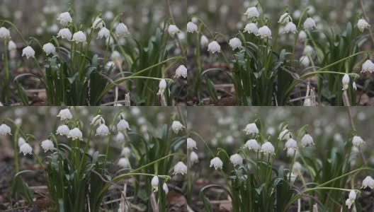 雪铃花(白果)细部图高清在线视频素材下载