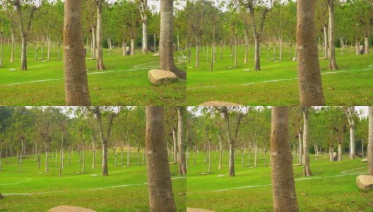 美丽的高大的树木在城市公园在海南岛高清在线视频素材下载
