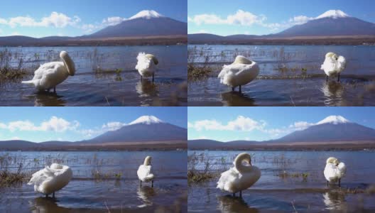 美丽的富士山与枫树在秋天的日本高清在线视频素材下载