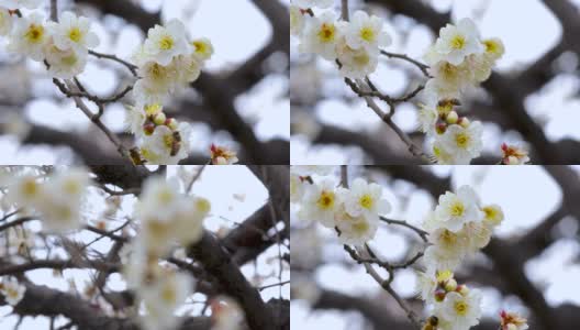 冬天，早春，梅花，开花，白梅高清在线视频素材下载