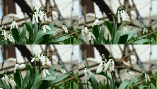 白色褪色的春天花雪花莲或普通雪花莲(雪花莲)是春天的象征。高清在线视频素材下载