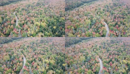 枫叶树叶改变颜色在魁北克，加拿大，秋天的季节背景高清在线视频素材下载