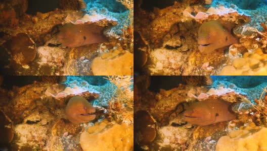 巨大的海鳗从珊瑚礁中探出头来高清在线视频素材下载
