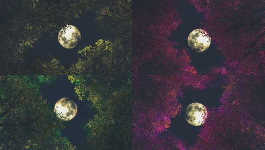 透过树叶变幻的颜色，仰望月亮高清在线视频素材下载