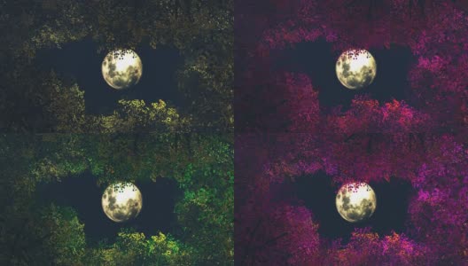 抬头透过树林看到月亮-叶子的颜色变化高清在线视频素材下载