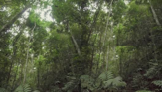 往高处看，山上森林里高大的树木，往下看，在热带雨林的河流、小溪上，蕨类植物和茂密的植被。高清在线视频素材下载