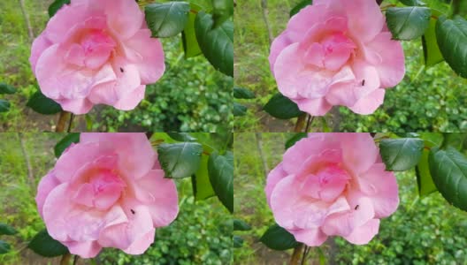 4k视频，一只蜜蜂或昆虫在粉红色的玫瑰上爬行，收集花粉。玫瑰在风中飘舞高清在线视频素材下载