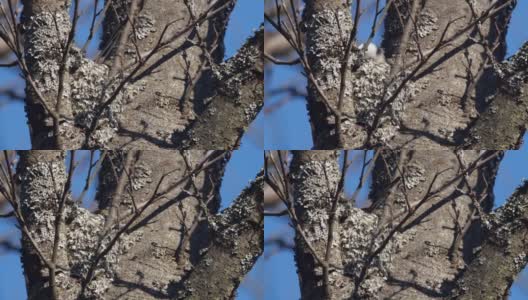 白俄罗斯，长尾山雀或长尾山雀(Aegithalos caudatus)春季筑巢高清在线视频素材下载