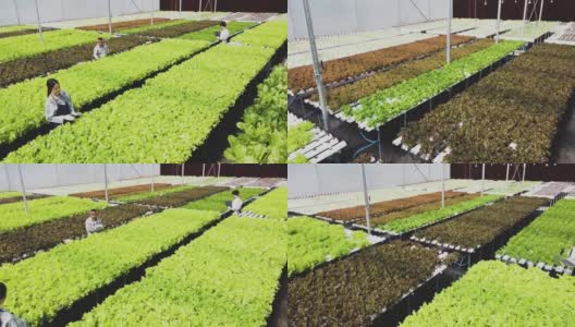在温室里种植绿色沙拉和蔬菜。园丁们精心照料有机蔬菜。高清在线视频素材下载