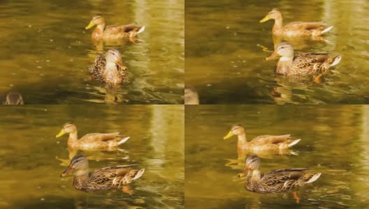 美丽的鸭子在湖里游泳高清在线视频素材下载