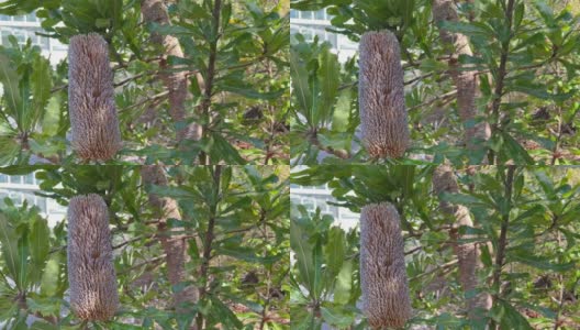 澳大利亚的一种本地植物，针叶班克西亚的一种，可以看到在春天的微风中轻轻地吹拂。高清在线视频素材下载