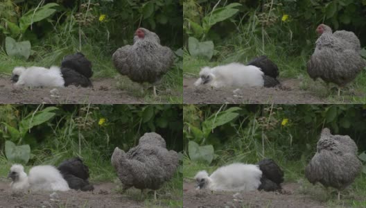 一只银色的怀恩多特母鸡用铅笔梳理着它身上的羽毛，其他的鸡也一样高清在线视频素材下载
