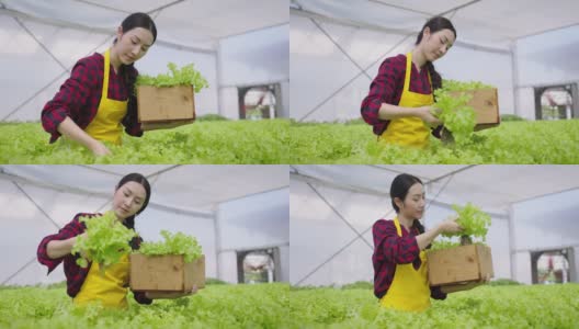 年轻的亚洲女工收获蔬菜水培。水培温室农场有机新鲜收获蔬菜概念高清在线视频素材下载