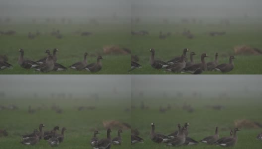 苔原豆鹅(Anser serrirostris)和大白面鹅(Anser albifrons)在草地上高清在线视频素材下载