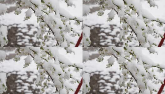 在雪地里，树上绽开了绿叶。霜。气候变化高清在线视频素材下载