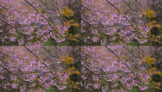 樱花樱花枝与粉红色的花朵在日本春天花园的特写高清在线视频素材下载