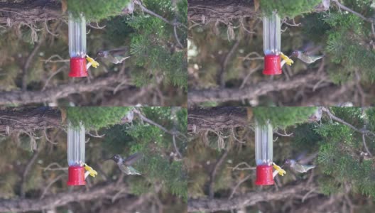 蜂鸟从喂鸟器里喝水4k慢镜头60帧每秒高清在线视频素材下载