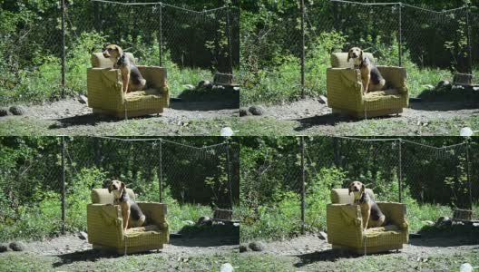 狗坐在扶手椅上高清在线视频素材下载