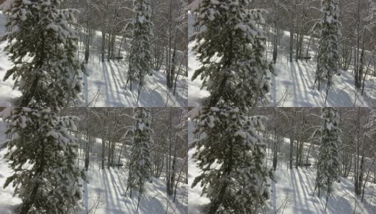 HD 1080i松树和白杨林与雪高清在线视频素材下载