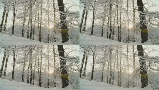 高清慢动作:冬日森林日落高清在线视频素材下载