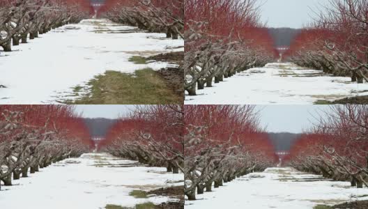 充满活力的成排桃树在冬天高清在线视频素材下载