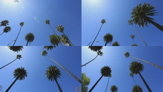 比弗利山的棕榈树高清在线视频素材下载