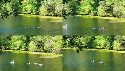 天鹅之家有三只小天鹅和一只成年天鹅在池塘里游泳高清在线视频素材下载