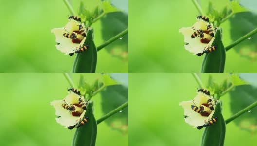 油甲虫和秋葵花高清在线视频素材下载
