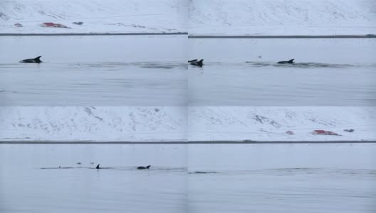 冰岛峡湾的海豚群高清在线视频素材下载