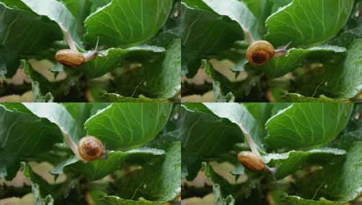 小蜗牛在雨滴的时候爬在菜叶上。高清在线视频素材下载