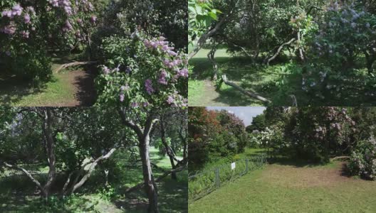 Lilac garden in Moscow高清在线视频素材下载