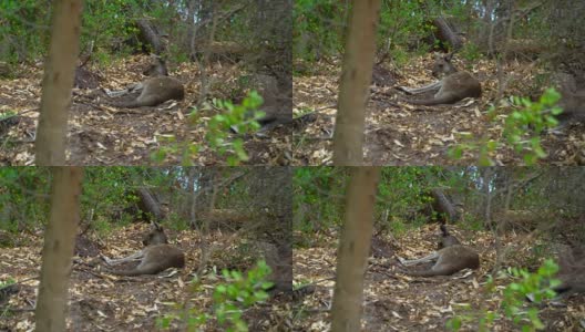 袋鼠躺在公园的树荫下高清在线视频素材下载